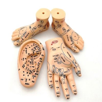 Médecine chinoise Acupuncture Massage Mains Pieds Oreille Modèle Taille Modèles éducatifs Équipement essentiel