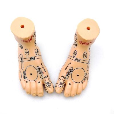 Médecine chinoise Acupuncture Massage Mains Pieds Oreille Modèle Taille Modèles éducatifs Équipement essentiel