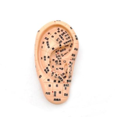 Médecine chinoise Acupuncture Massage Mains Pieds Oreille Modèle Taille Modèles éducatifs Équipement essentiel