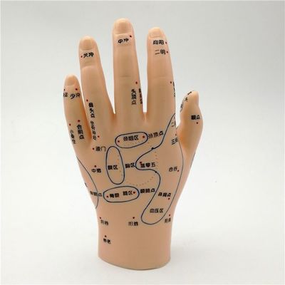 Médecine chinoise Acupuncture Massage Mains Pieds Oreille Modèle Taille Modèles éducatifs Équipement essentiel