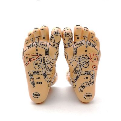 Médecine chinoise Acupuncture Massage Mains Pieds Oreille Modèle Taille Modèles éducatifs Équipement essentiel