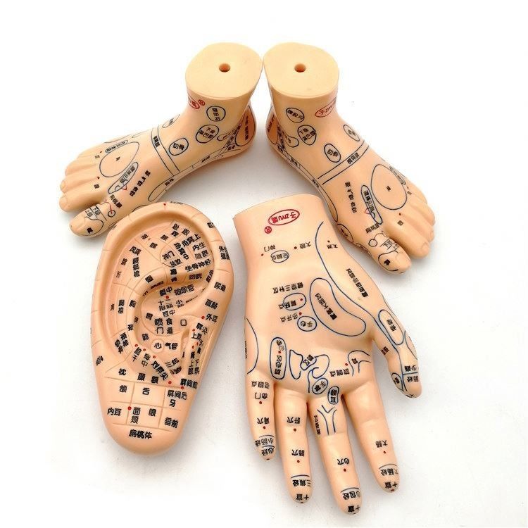 Médecine chinoise Acupuncture Massage Mains Pieds Oreille Modèle Taille Modèles éducatifs Équipement essentiel